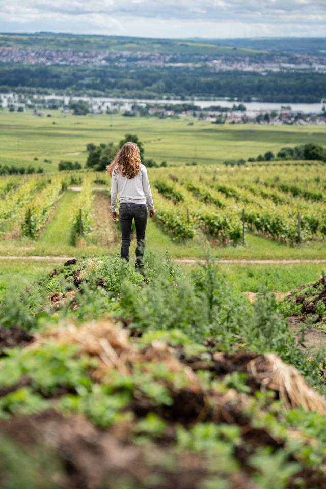 Rejse til tyske vingårde